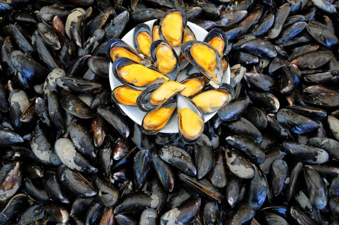 health benefits of mussels