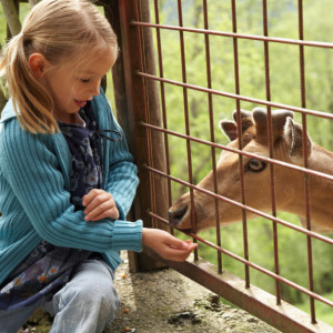 Girl Feeding Deer